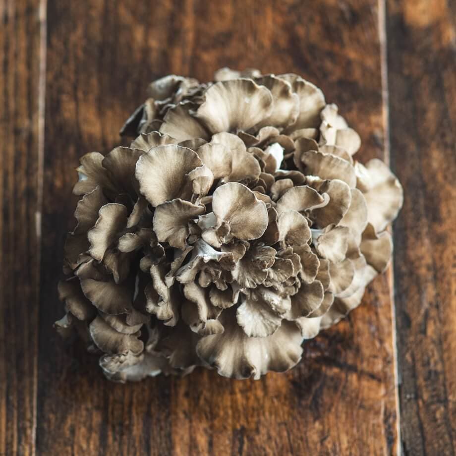 Hen of Woods Substrate Block